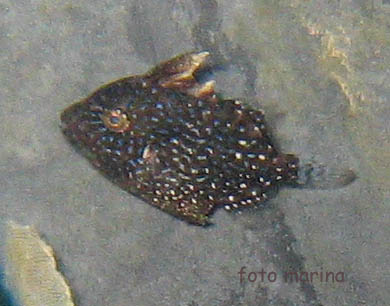 juvenile di Balistes capriscus